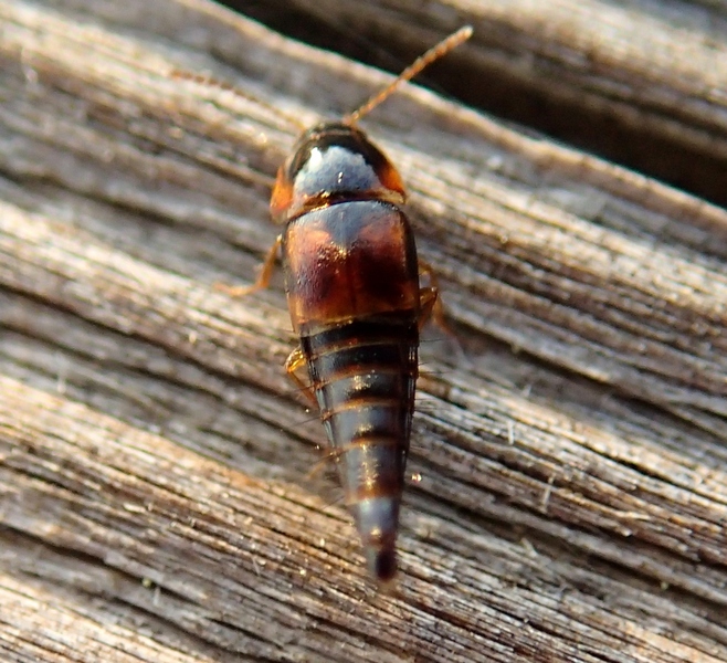 Staphylinidae